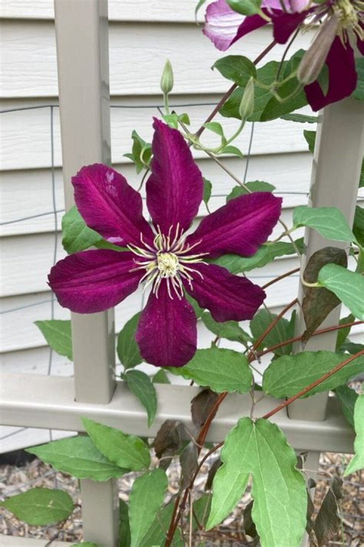 Are all clematis climbers
