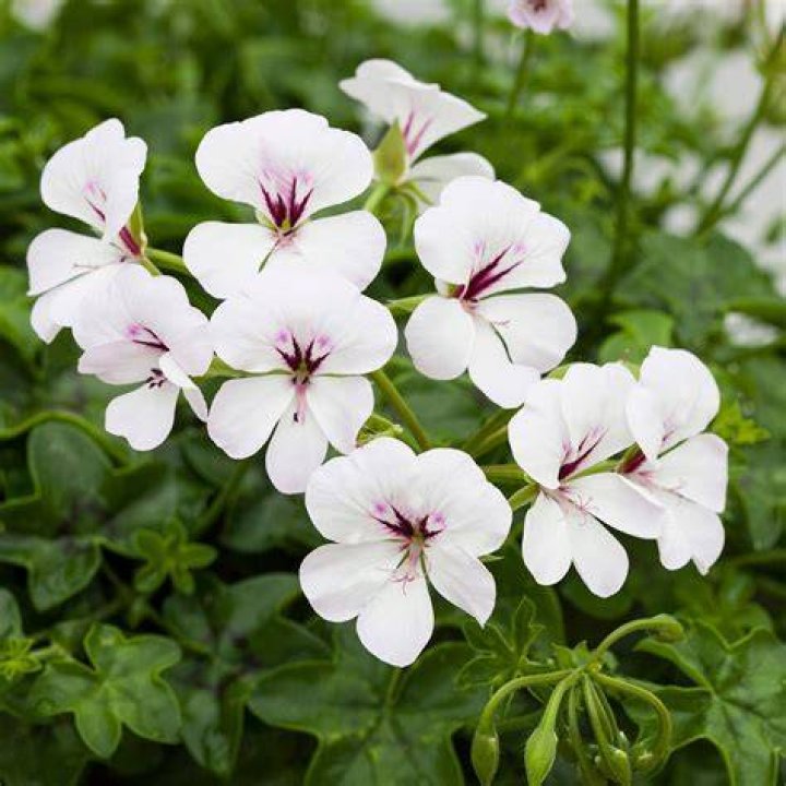 Are all ivy leaf geraniums trailing