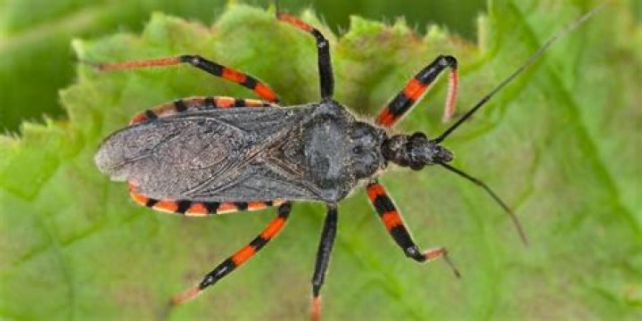 Are assassin bugs dangerous