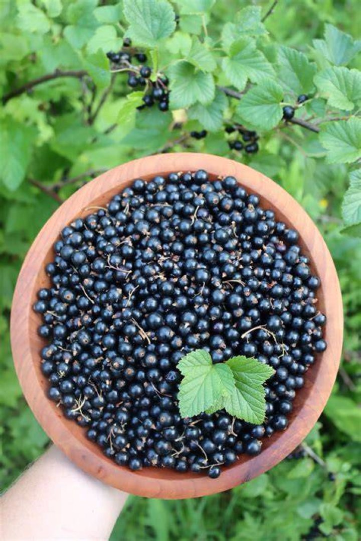 Are black currants sweet