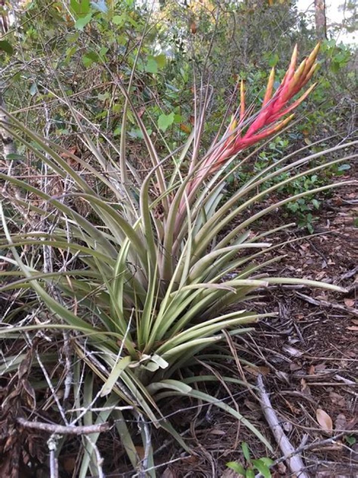 Are bromeliads native to Florida