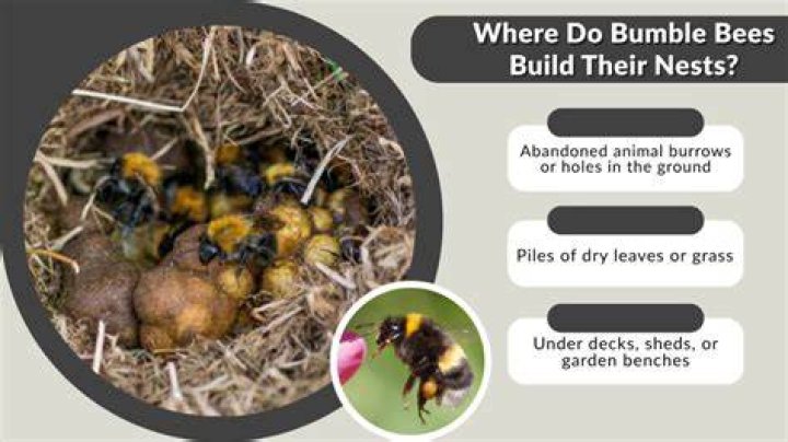 Are bumble bee nests dangerous