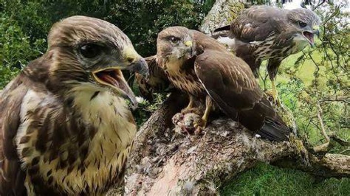 Are Buzzards protected in Texas