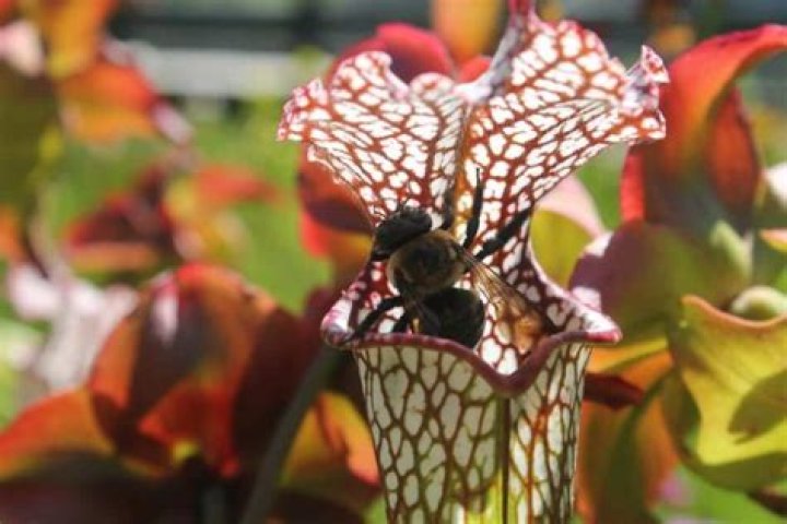 Are carnivorous plants edible
