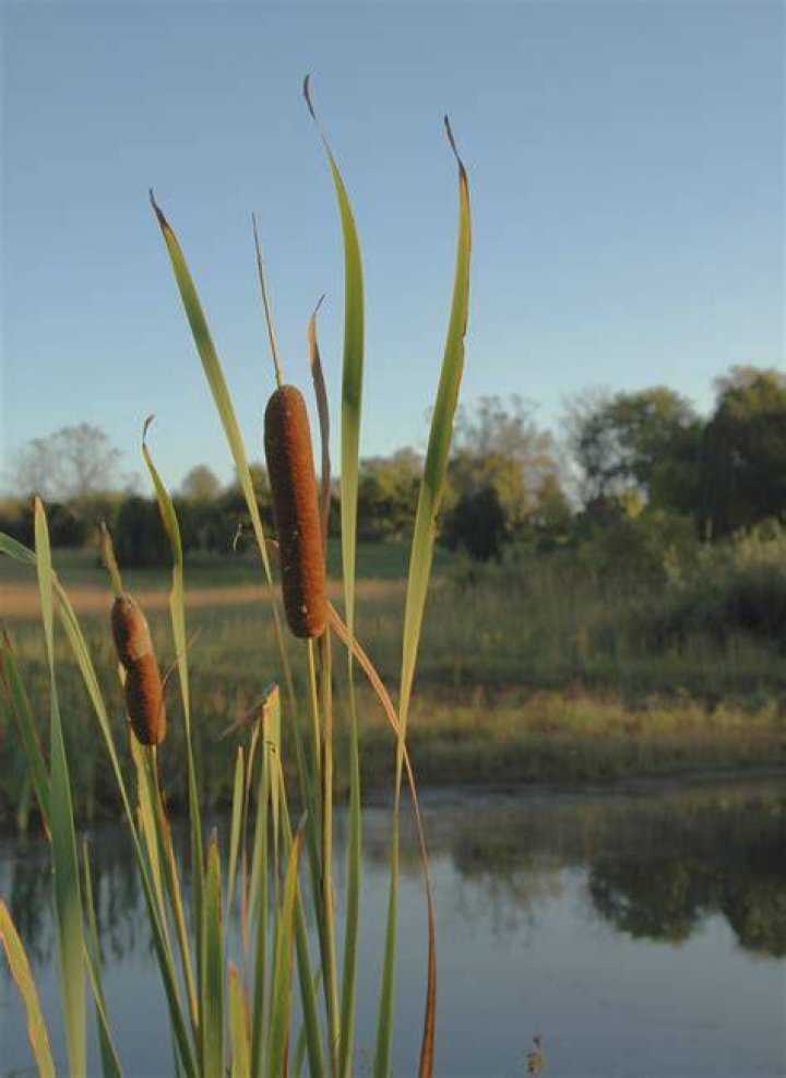 Are cattails and bulrushes the same thing