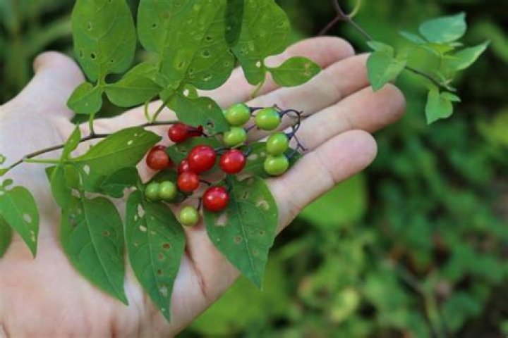 Are cherry leaves poisonous