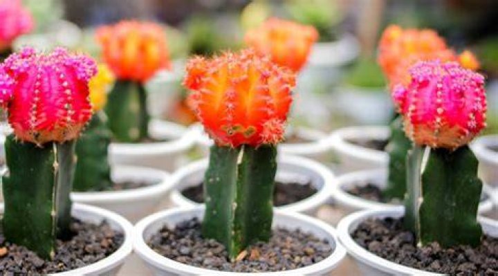 Are colored cactus natural
