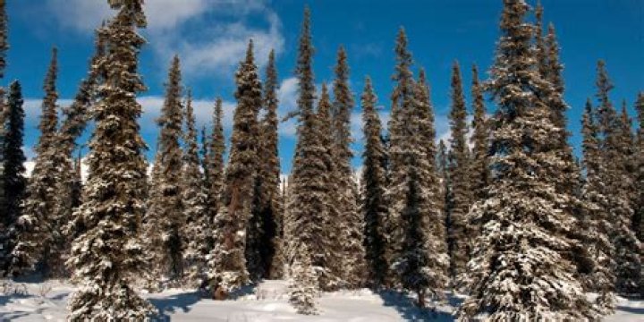 Are coniferous forests cold