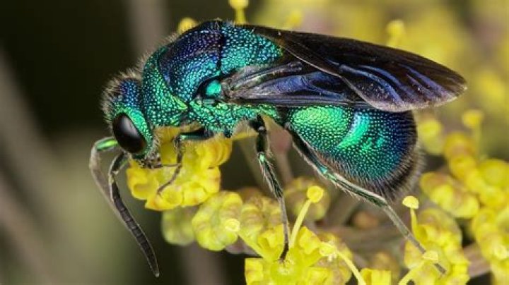 Are cuckoo wasps dangerous
