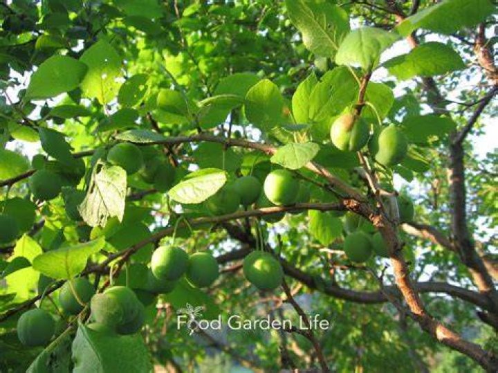 Are damsons edible