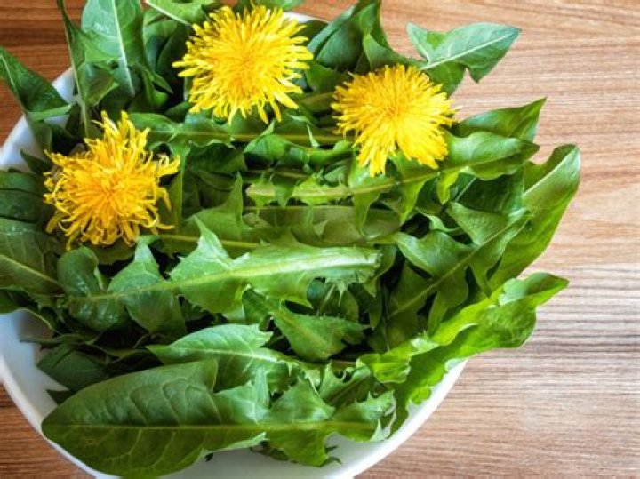 Are dandelions good for compost
