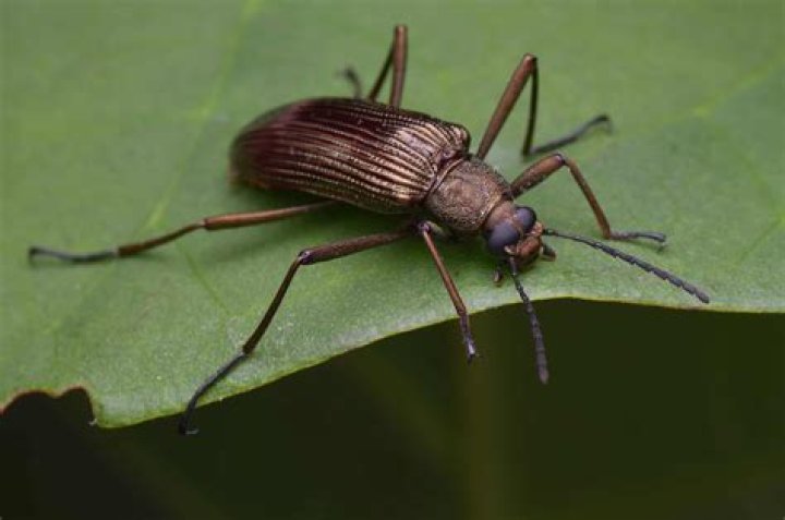 Are darkling beetles decomposers