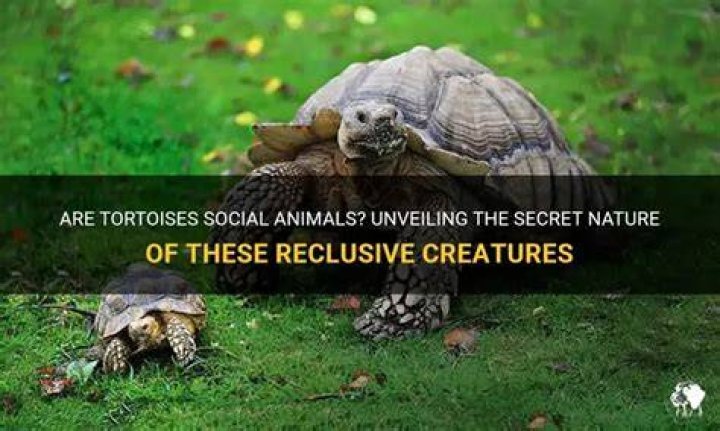 Are degus social animals