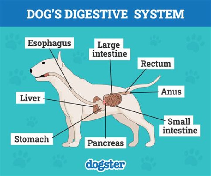 Are digestive systems the same in all animals