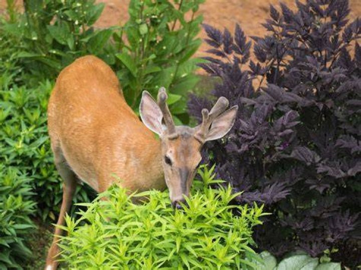 Are digitalis deer resistant