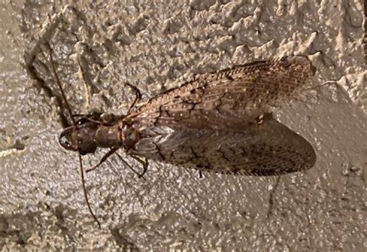 Are Dobsonflies dangerous