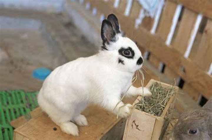 Are dwarf hotot rabbits friendly