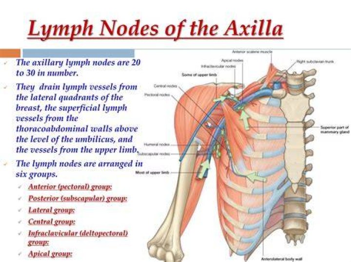Are Epitrochlear nodes palpable