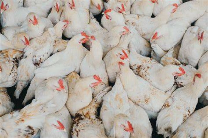 Are free range chickens really free