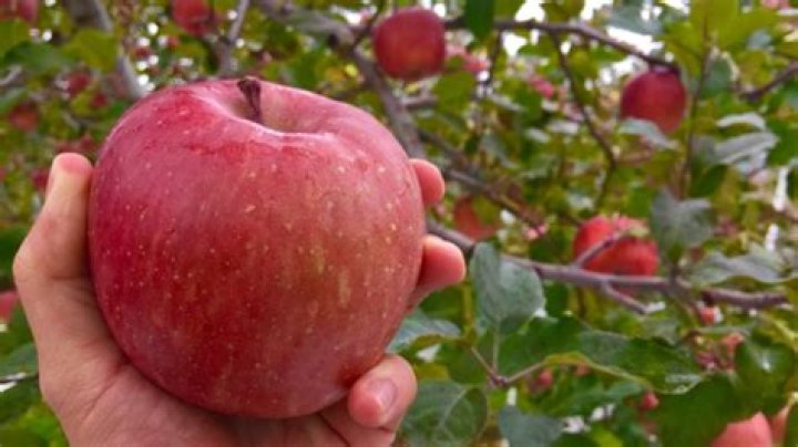 Are Fuji apples hybrids