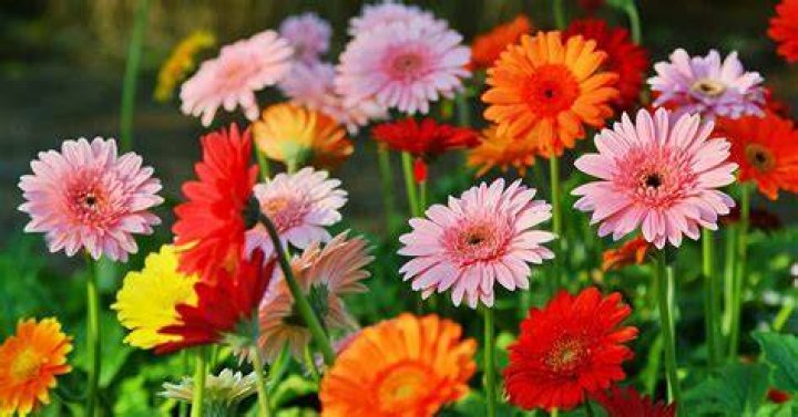 Are Gerber daisies edible
