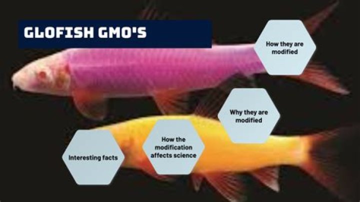 Are GloFish genetically engineered