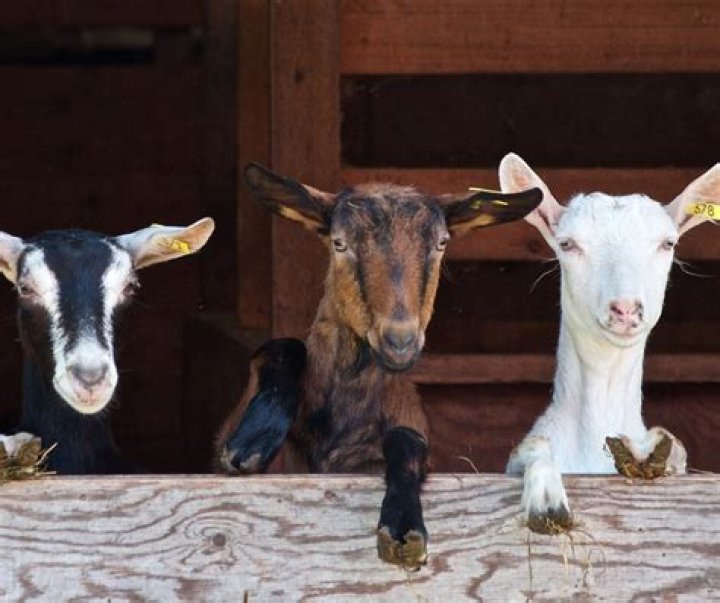 Are goats social animals