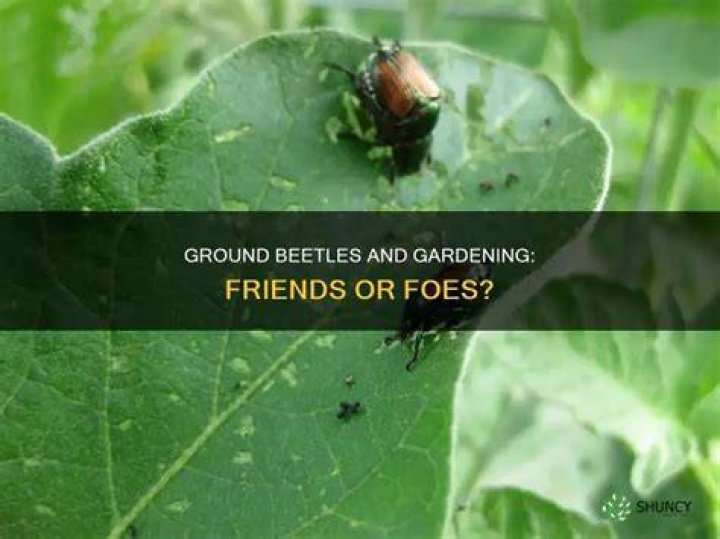 Are ground beetles harmful