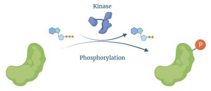 Are kinases transferases