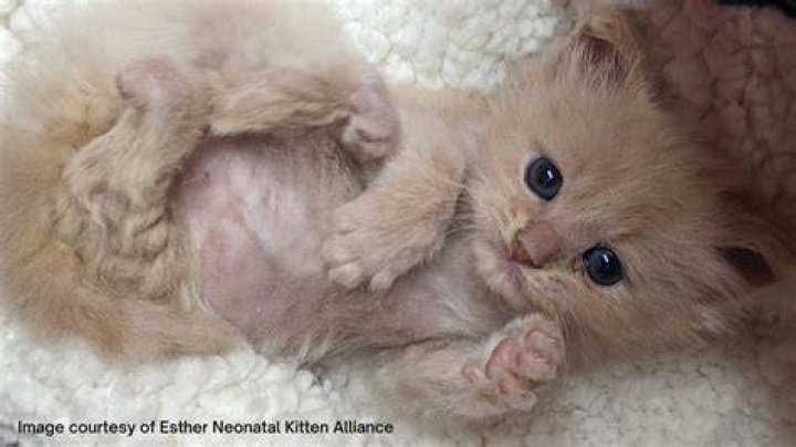 Are kittens born all year round