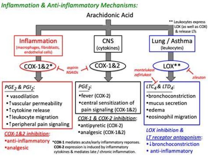 Are leukotrienes inflammatory