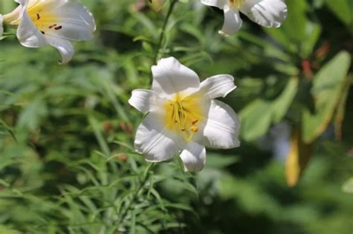 Are lilies Hardy