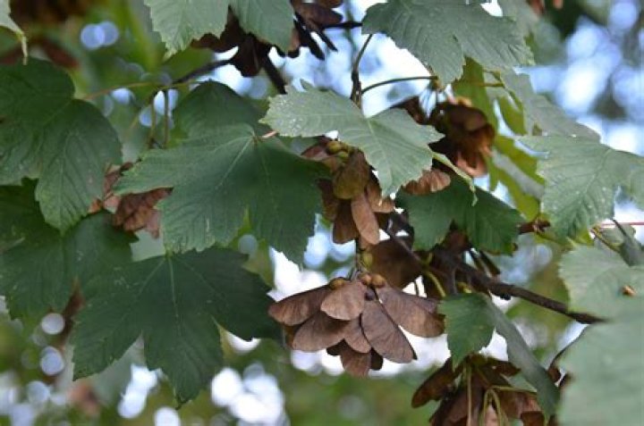 Are maple tree berries poisonous