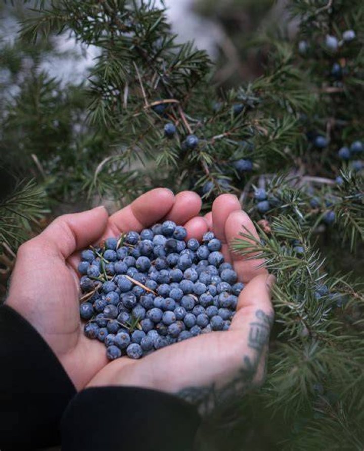 Are mountain cedar berries edible