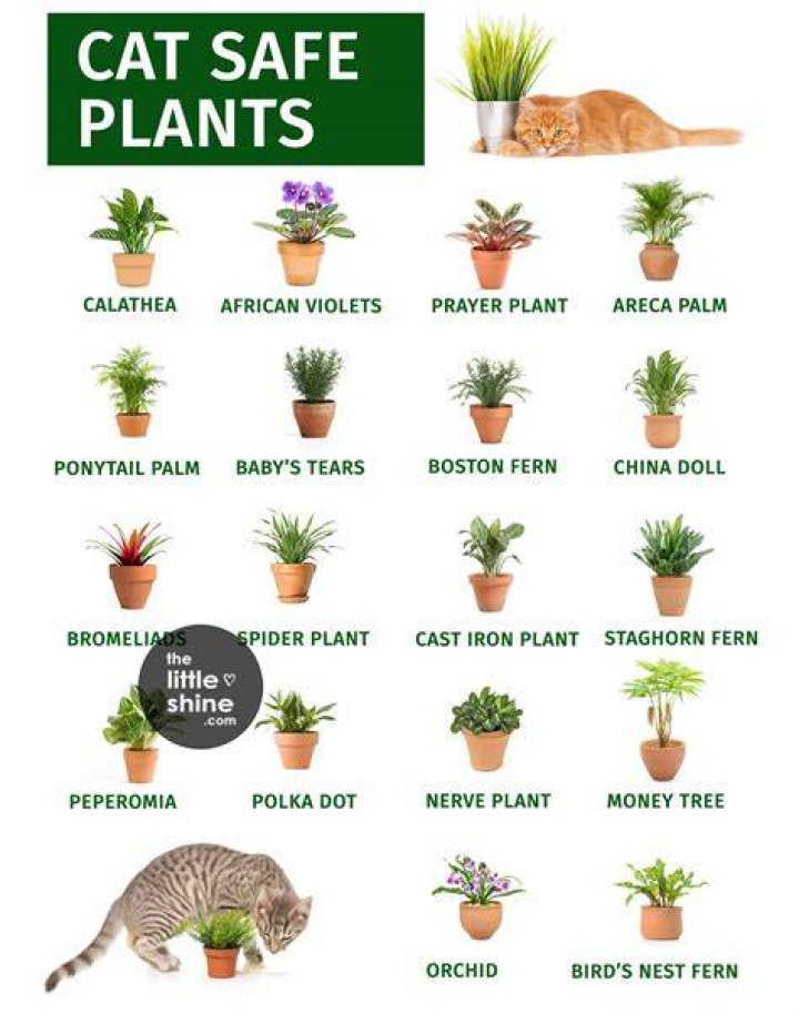 Are mums safe around cats