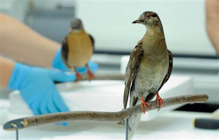 Are pigeons evolving