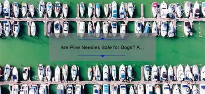 Are pine needles safe for dogs