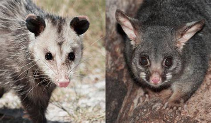 Are possums dangerous Australia