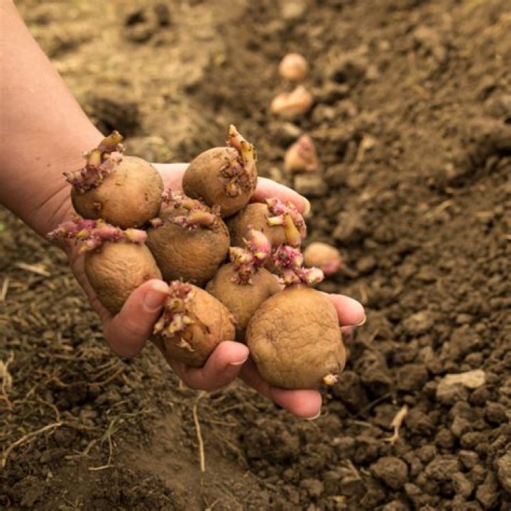Are potatoes good for soil