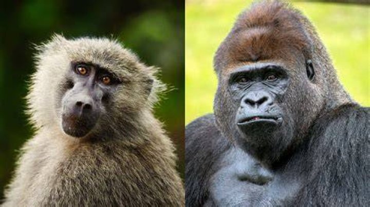 Are primates specialized or generalized