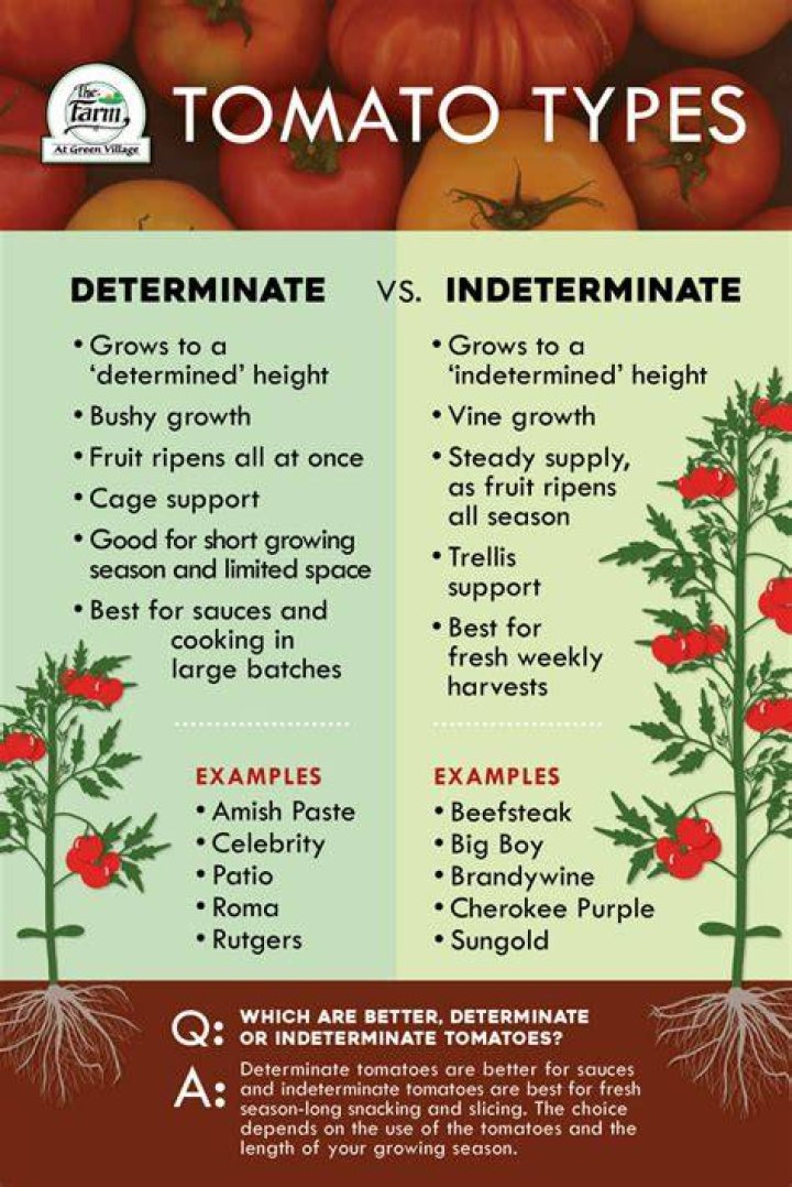Are Rainbow tomatoes determinate or indeterminate