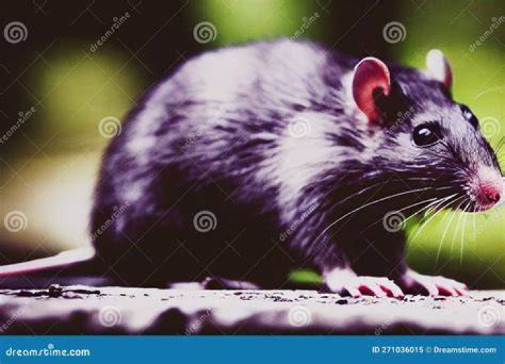 Are rats attracted to garbage