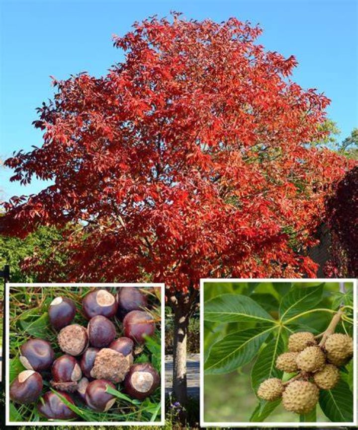 Are red buckeye trees messy