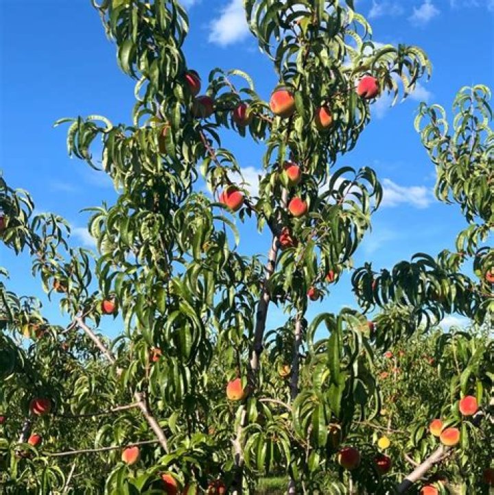 Are Red Haven peach trees self pollinating