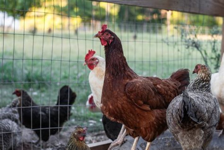 Are Rhode Island Red chickens friendly