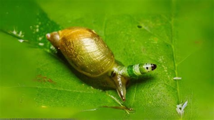 Are snails self aware