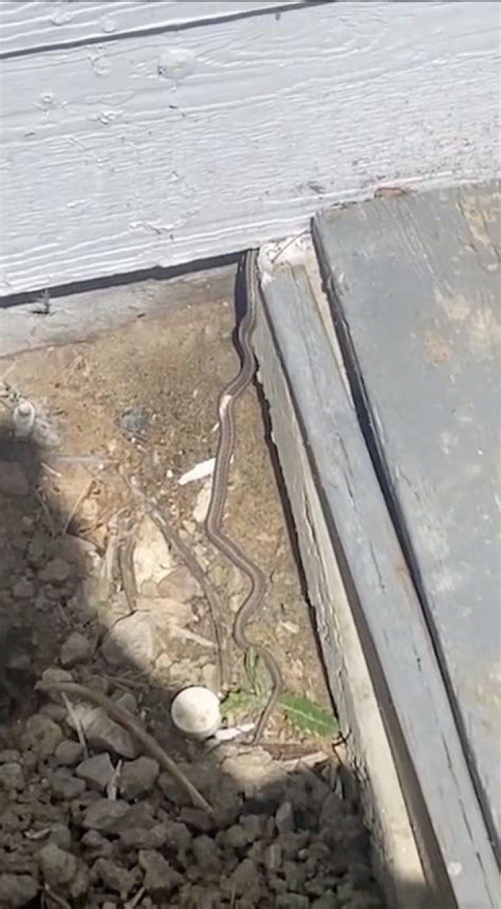 Are snakes under your house