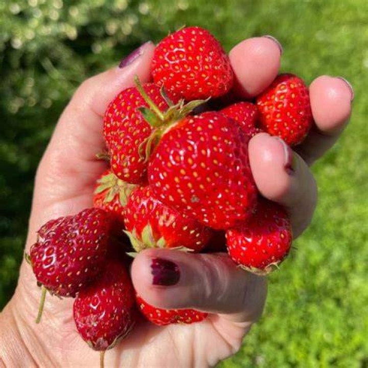 Are the strawberries ready