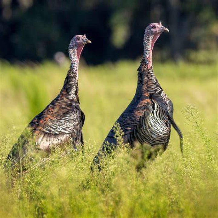 Are there black turkeys