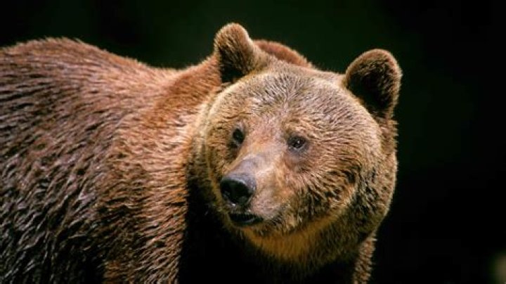 Are there brown bears